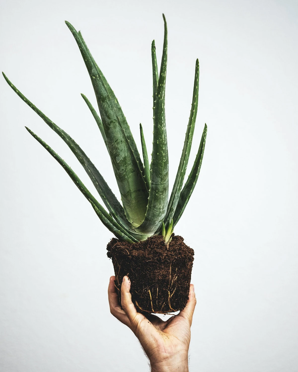 plants poisonous to dogs aloe vera plant