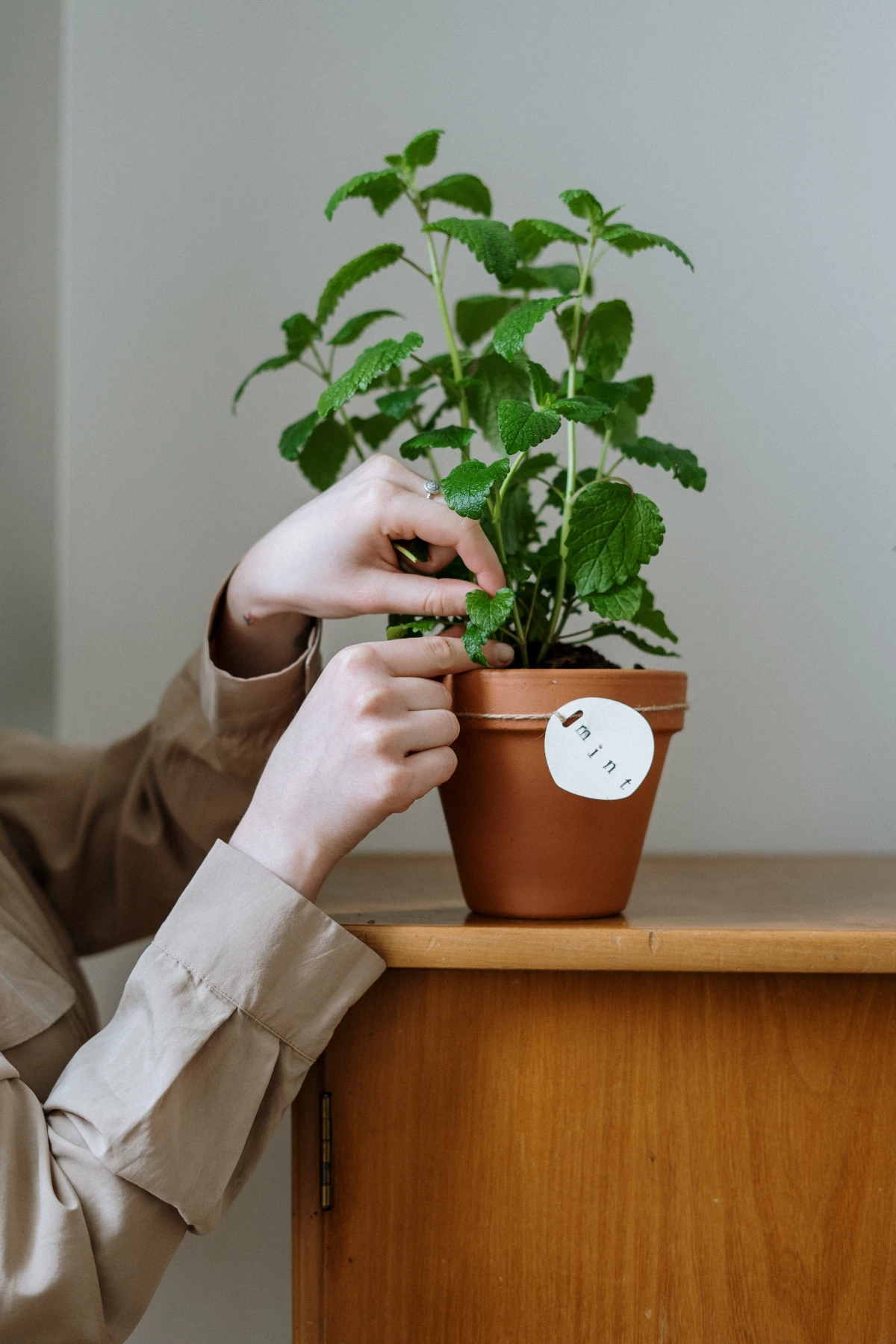 plants that repel ants mint plant in pot