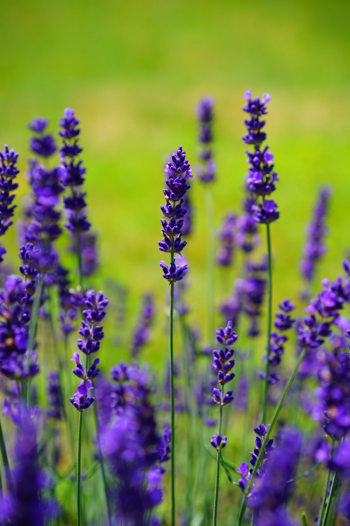plants that repel ants putple lavender plant
