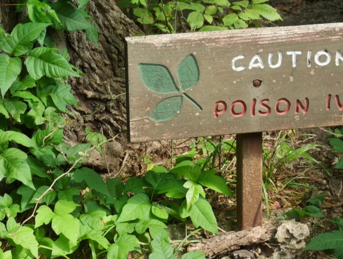 poison ivy sign in ground