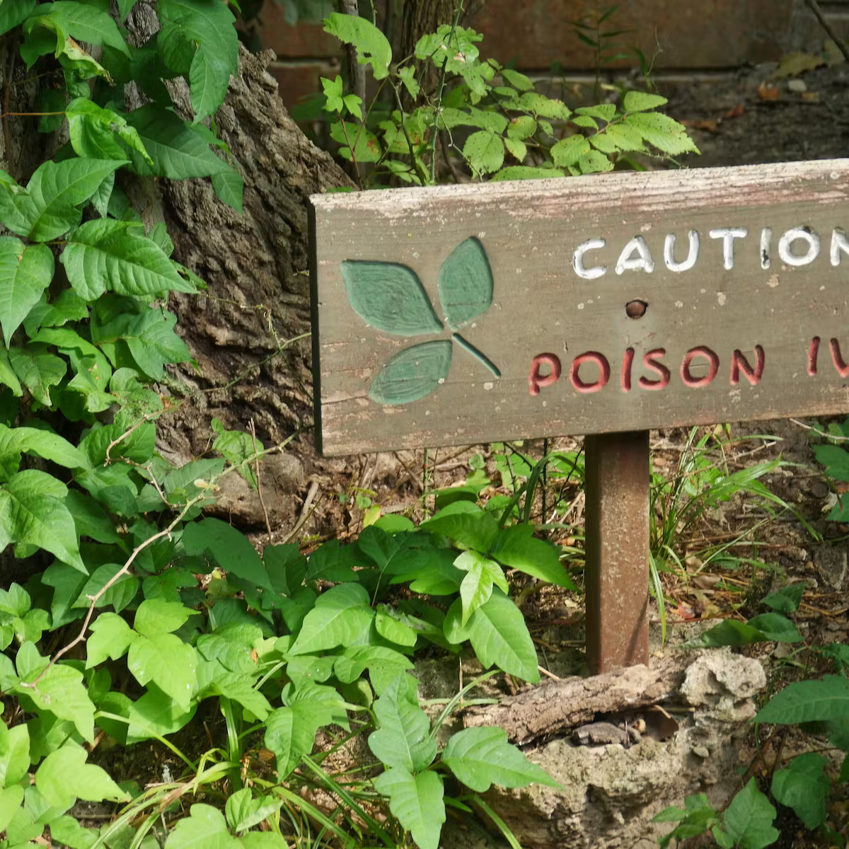 How To Get Rid Of Poison Ivy From Your Yard: 5 Effective Methods