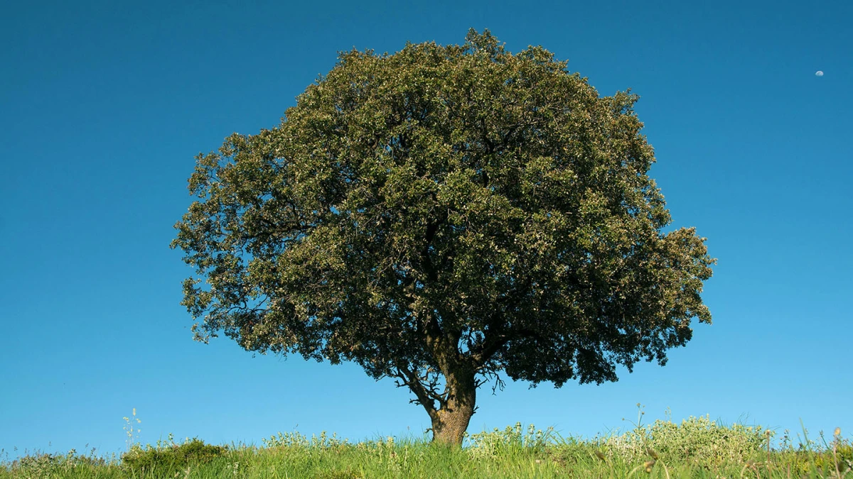 privacy tree holm oak on green cereal field
