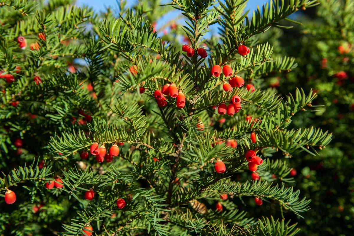 privacy trees yew with green leaves and red berries