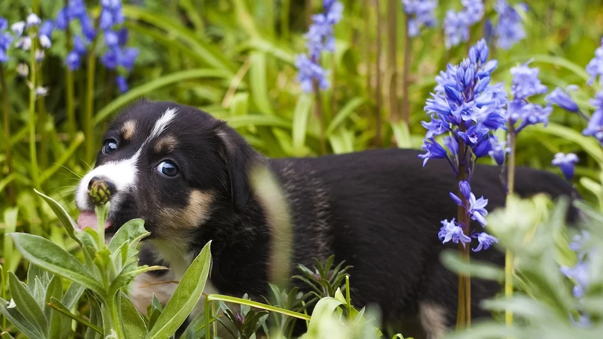 puppy trying to eat plant