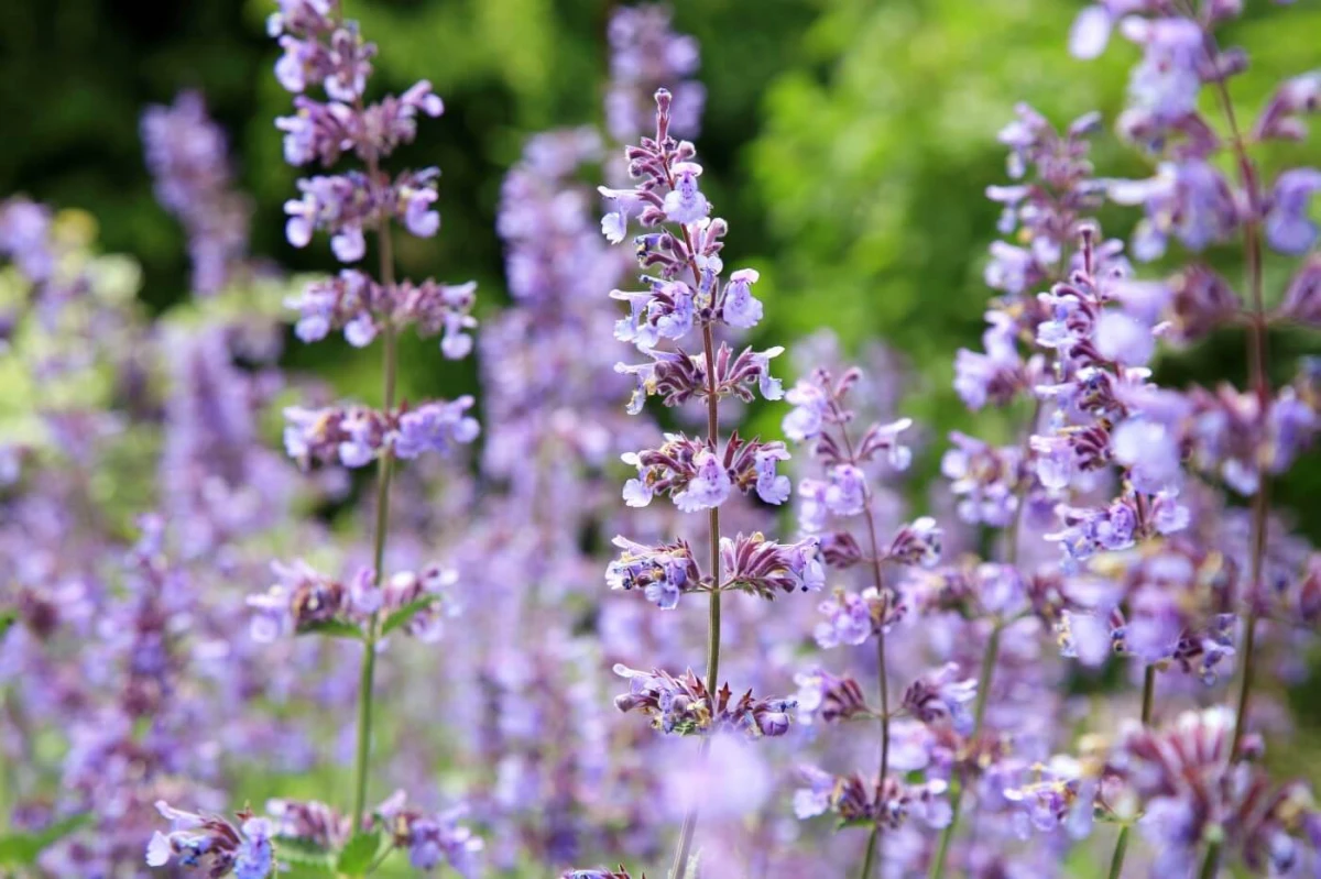 purple cat nip plant