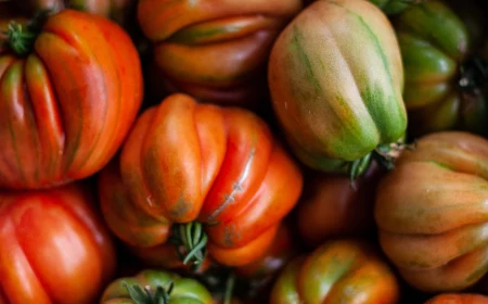 red and green tomatoes