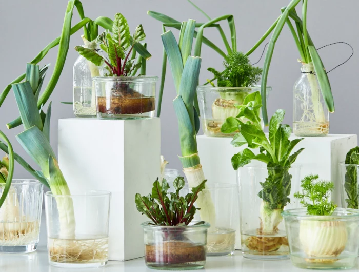 regrowing vegetables in water