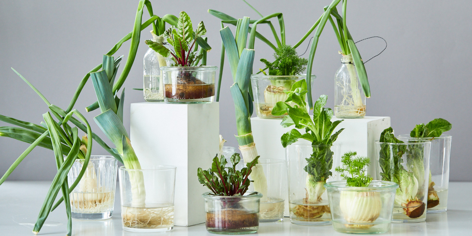 5 Valuable Vegetables You Can Regrow From Kitchen Scraps