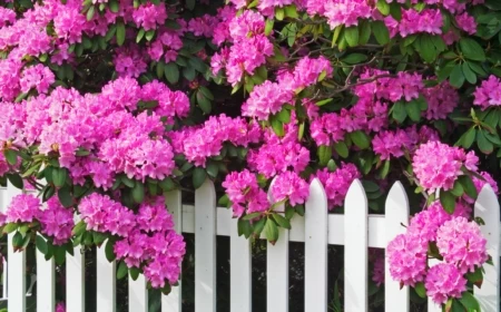 rhododendrons and picket fence