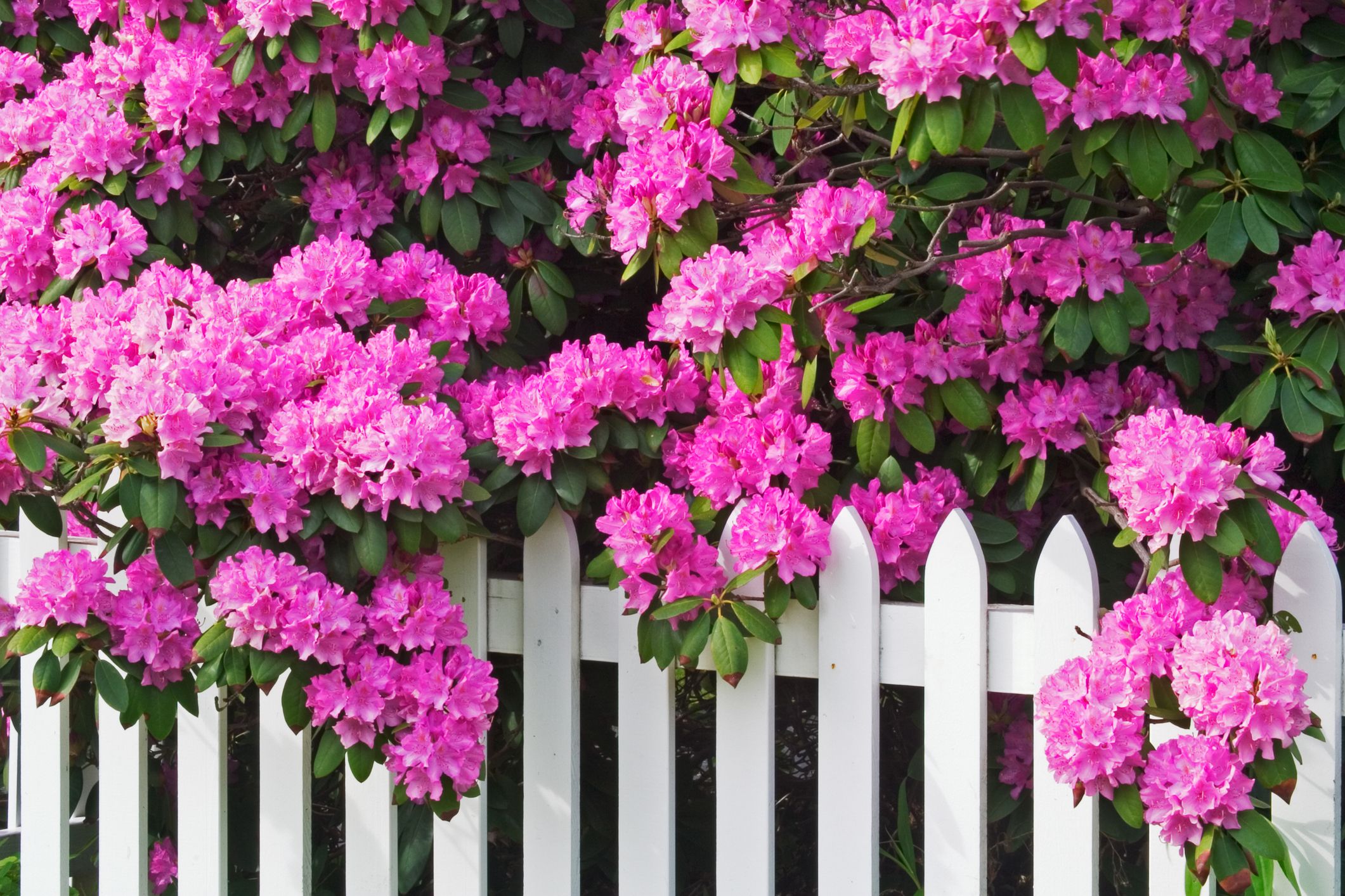 Best Plants For Fence Line: 7 Ways To Add Privacy And Beauty