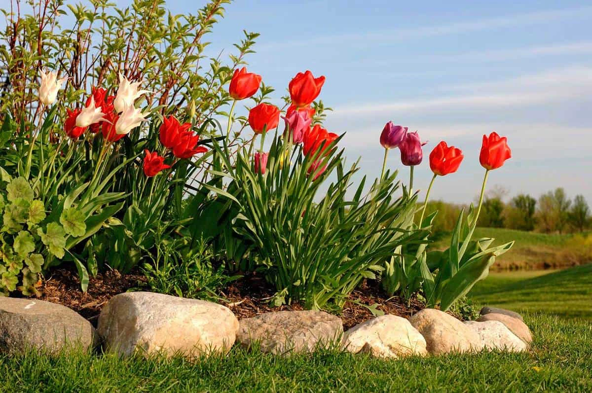 rocks used as adge for tulips
