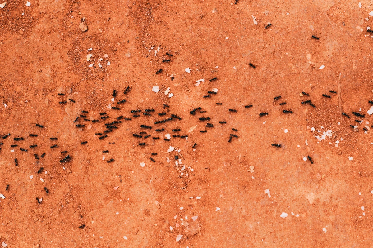 row of ants walking on red surface