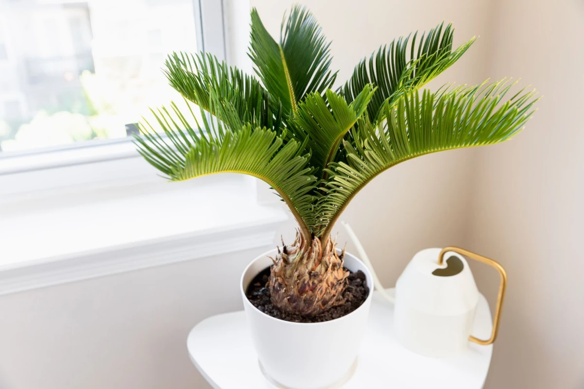 sago palm in a white pot