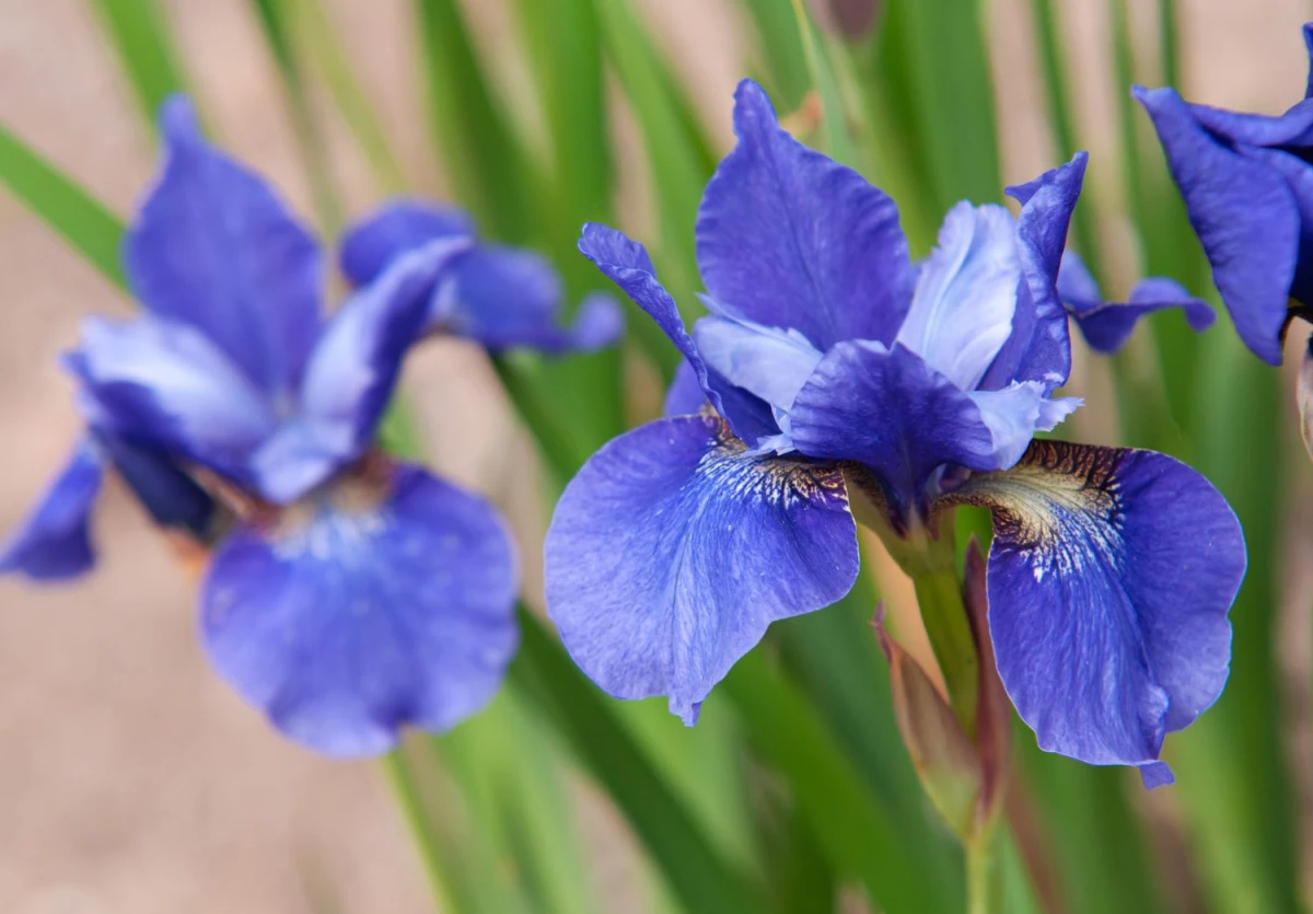 siberian iris in blue
