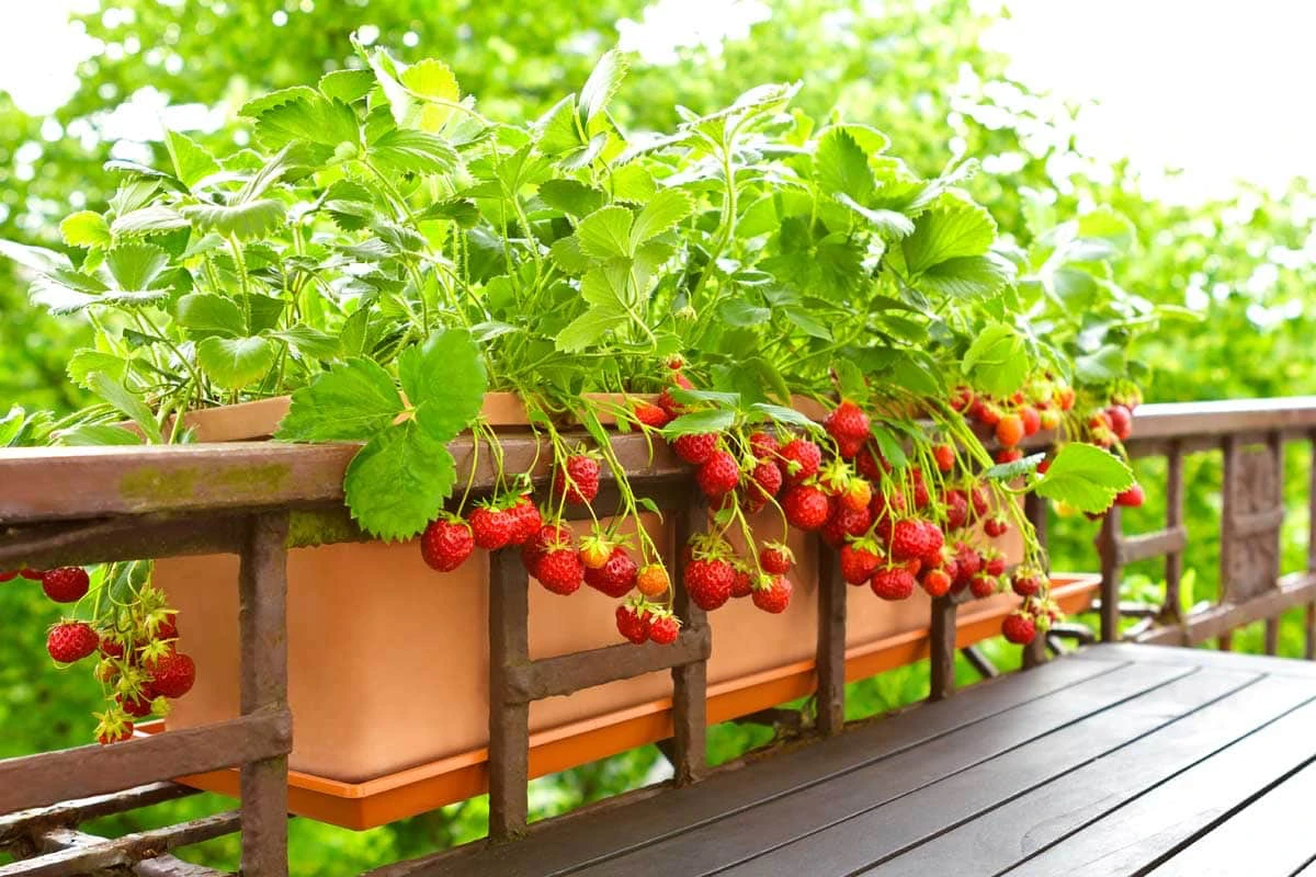 strawberries growing on balcony