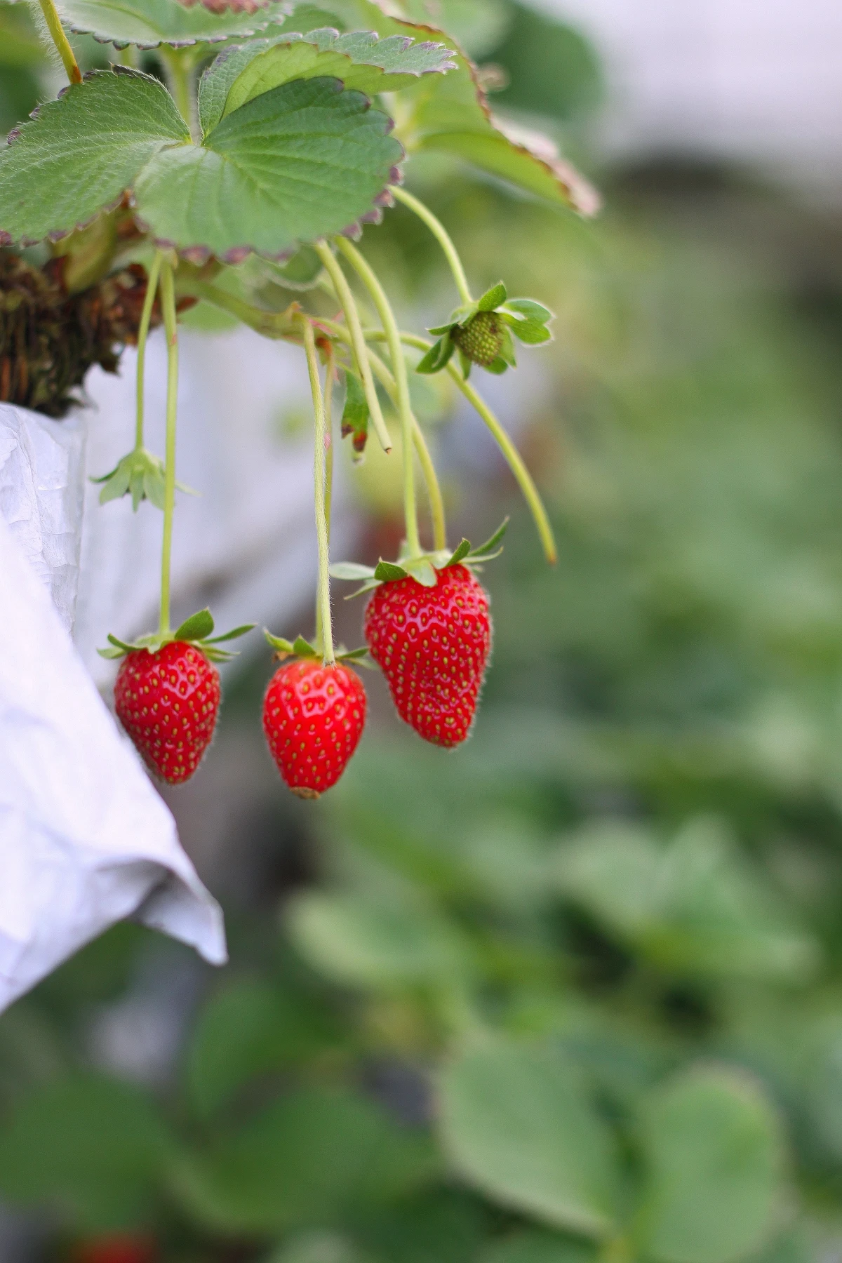 strawberries hanging from the side of the pot