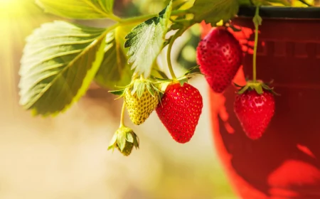 strawberries hanging off the side of red pot