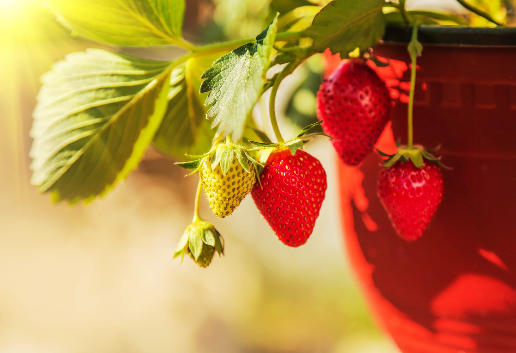 How To Grow Strawberries In Pots: 7 Tips For Juicy Fruits