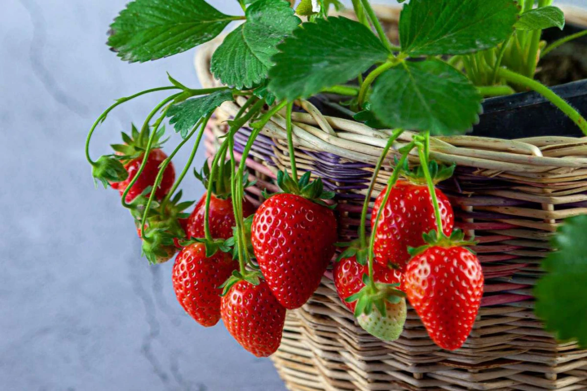 strawberries in a woven pot