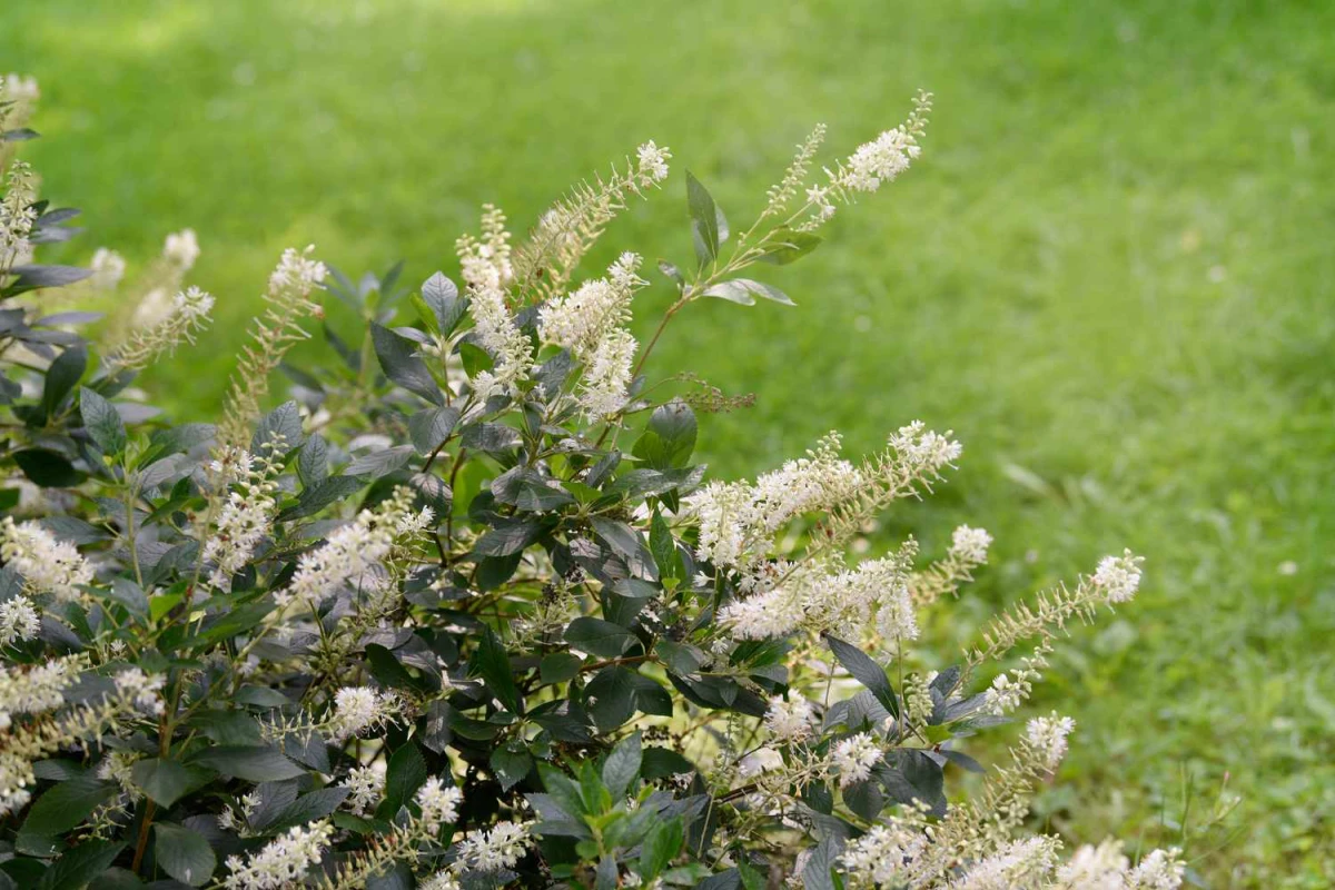 summersweet white flower shrub