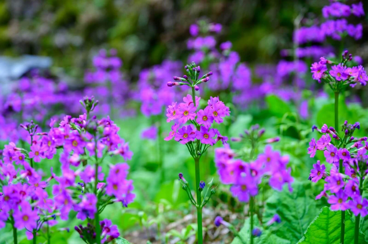 tall purple japanese primrose