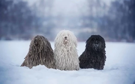 three different color puli dogs