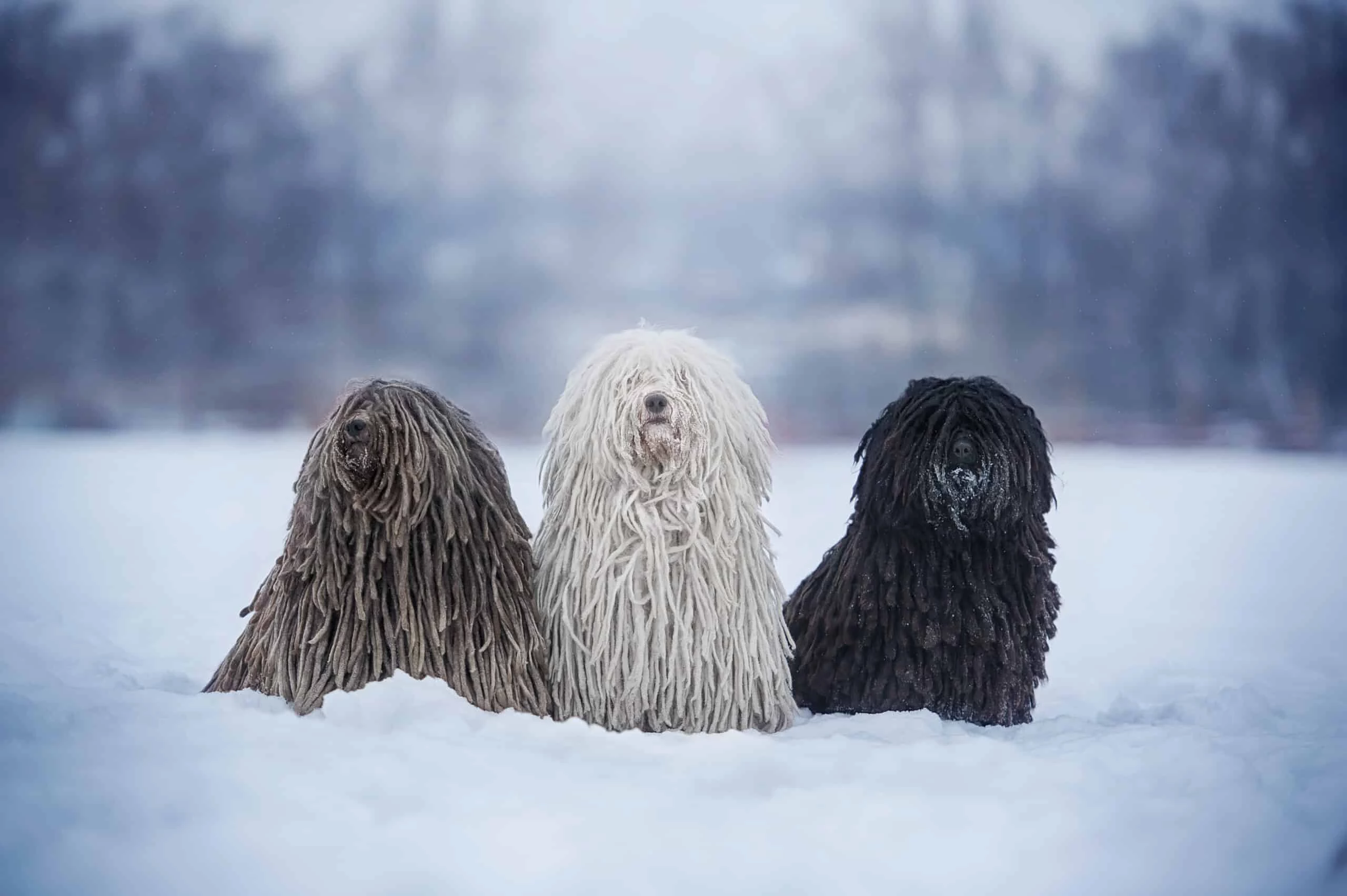 three different color puli dogs