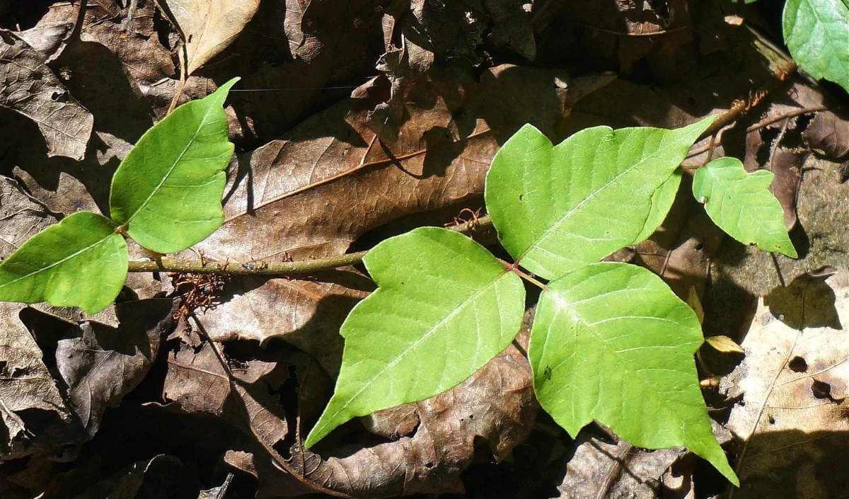 three poison ivy leaves