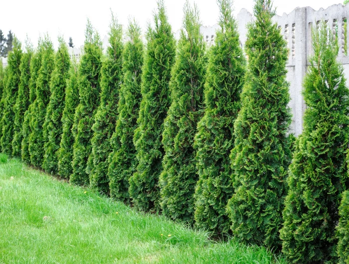 thuja row of trees in the garden