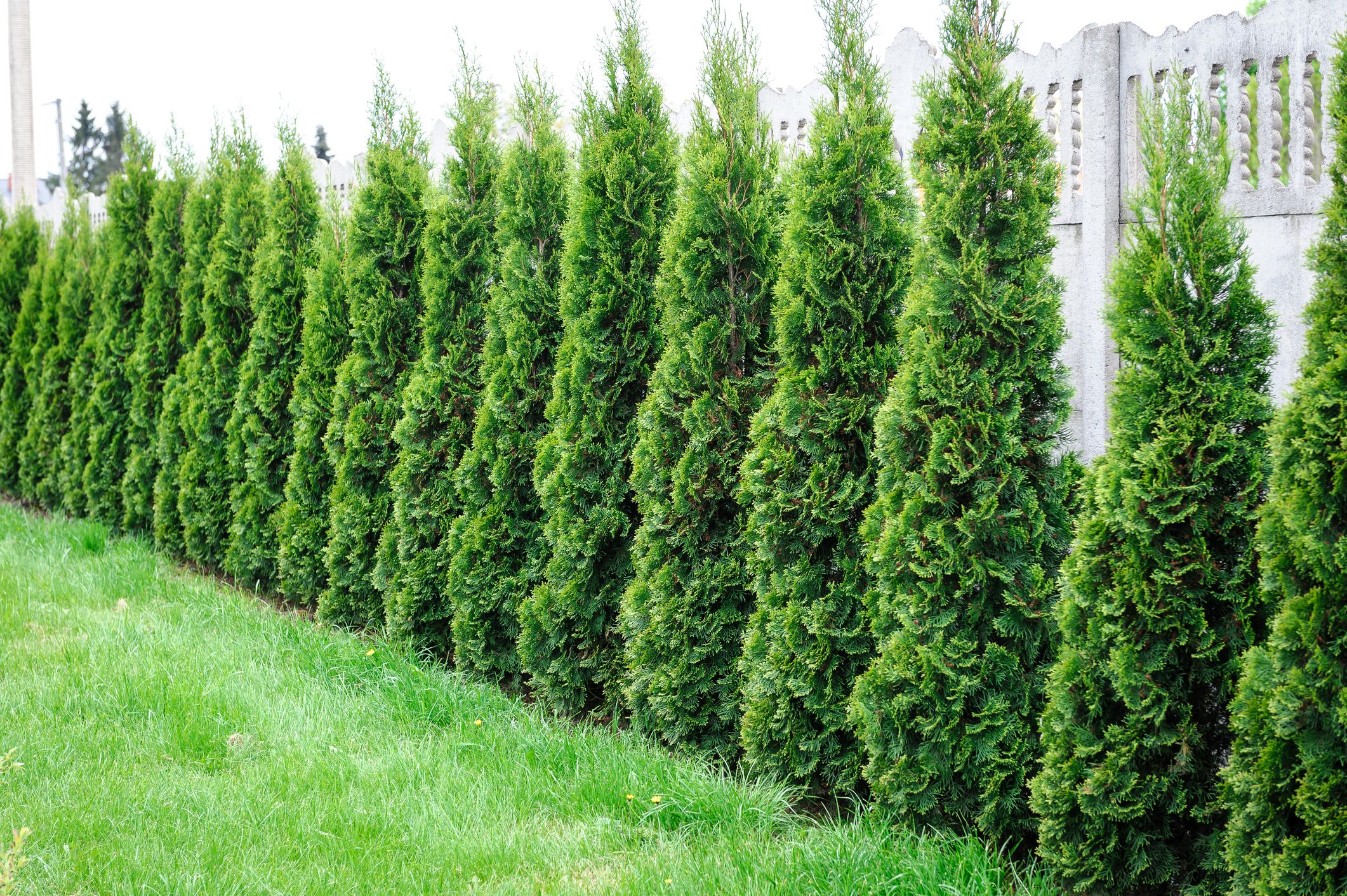 Natural Protection: 7 Best Privacy Trees For Your Backyard