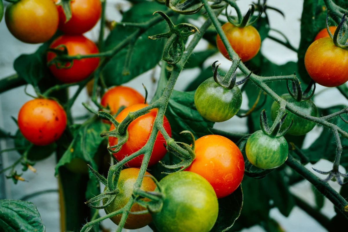 tomato plants growing tomatoes