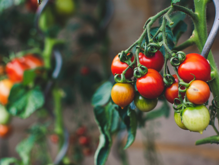 7 Best Companion Plants For Tomatoes – A Guide To Achieving Better Harvest