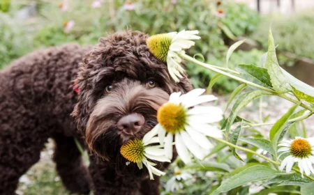 toxic plants for dogs dog sniffing daist