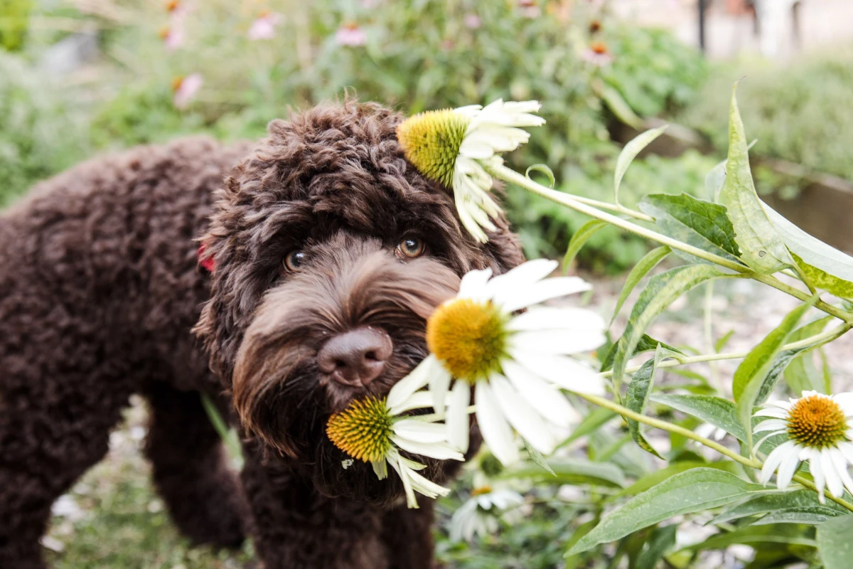 toxic plants for dogs dog sniffing daist