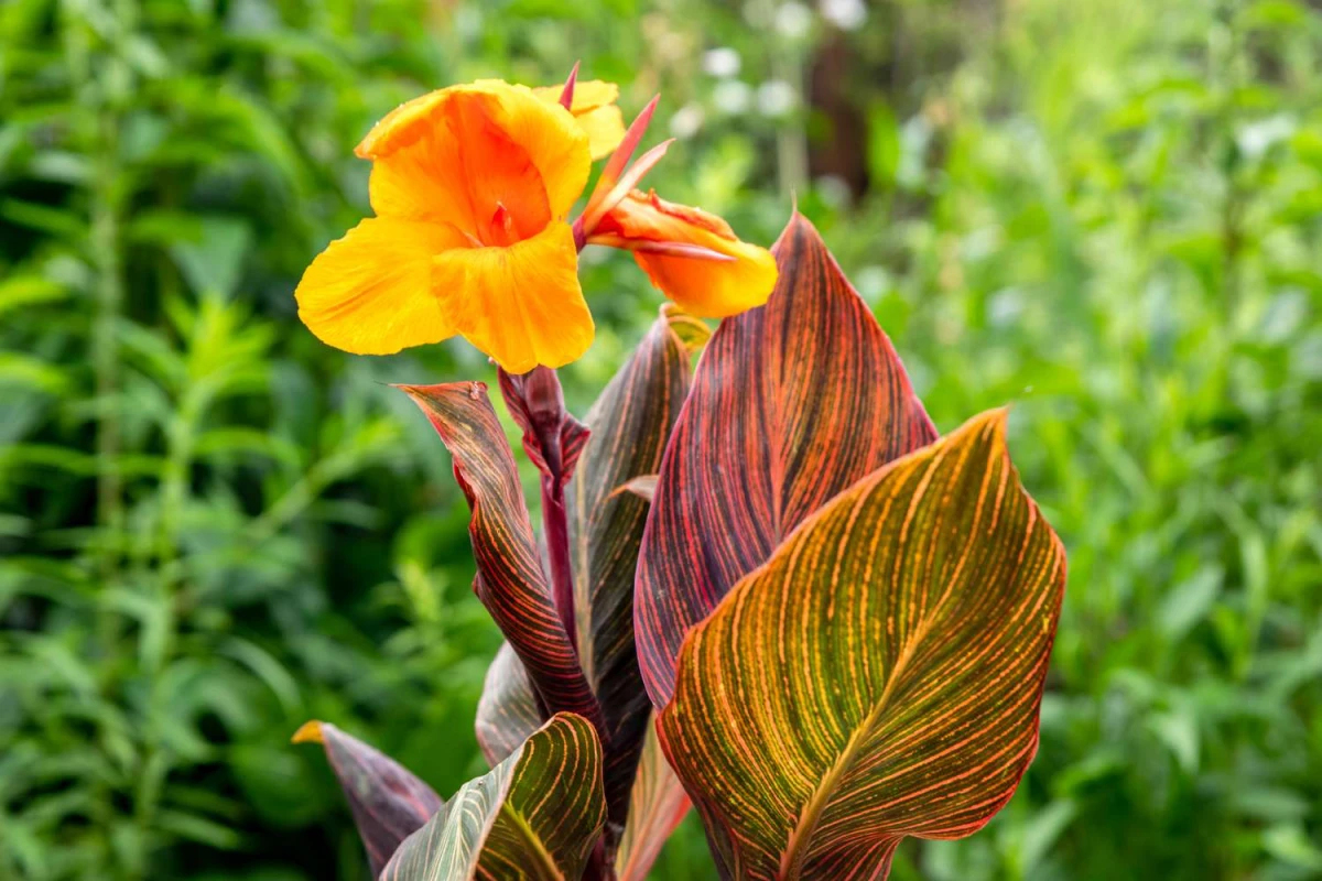 tropical canna plant in orange