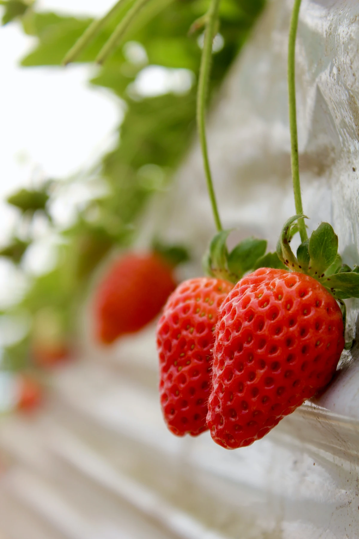two strawberries ripe and hanging