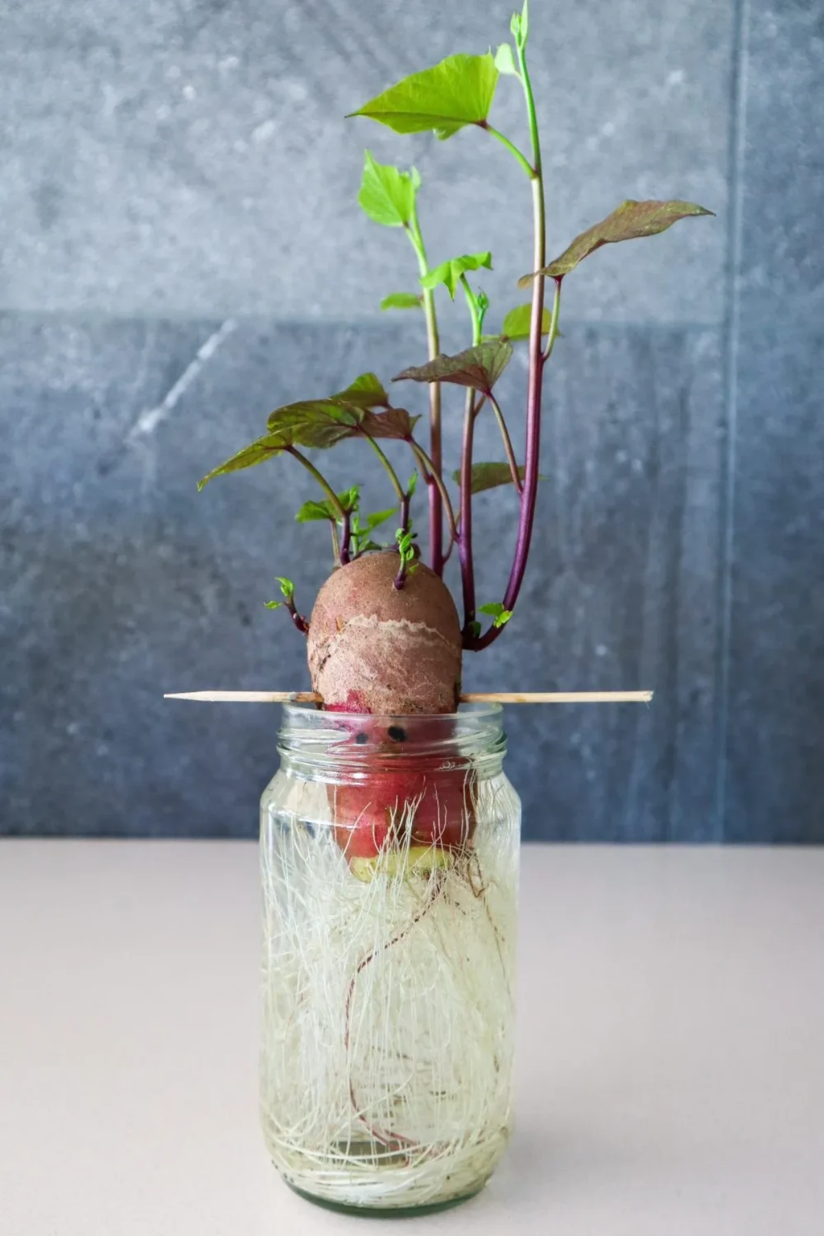 vegetables you can regrow from scraps growing a sweet potato at home