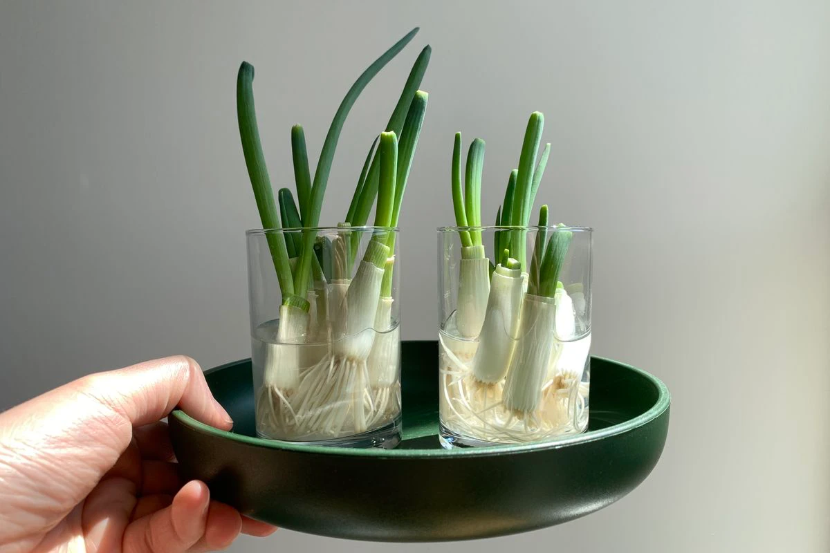 vegetables you can regrow from scraps regrowing green onions
