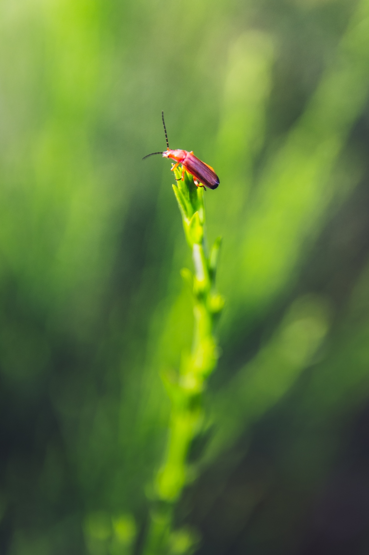 what are beneficial insects