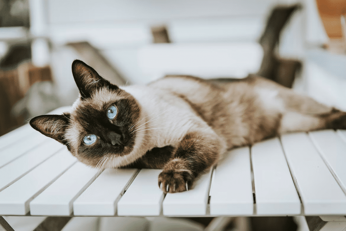 what cat breed are you based on your zodiac sign