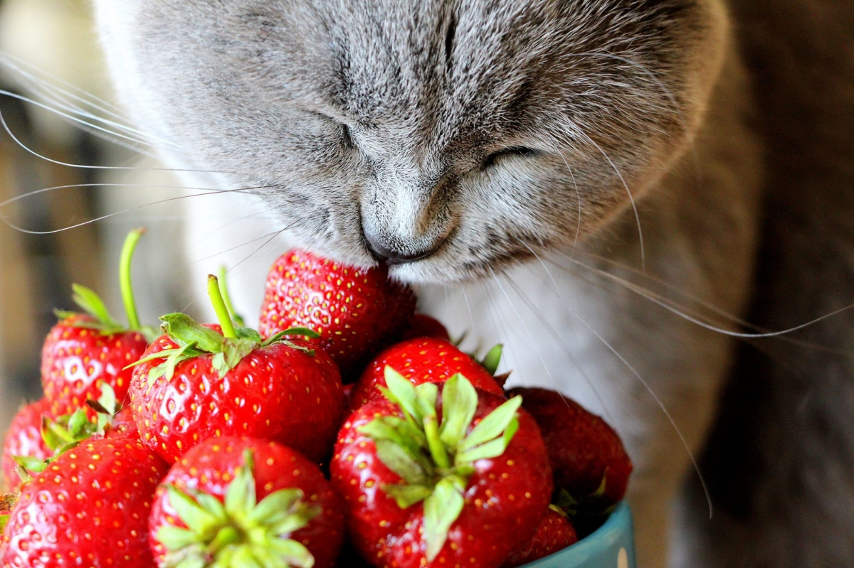 what fruit can you give a cat