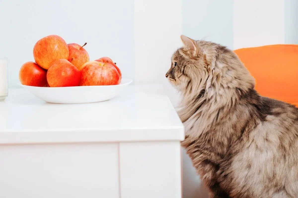 what fruits can cats eat.jpg