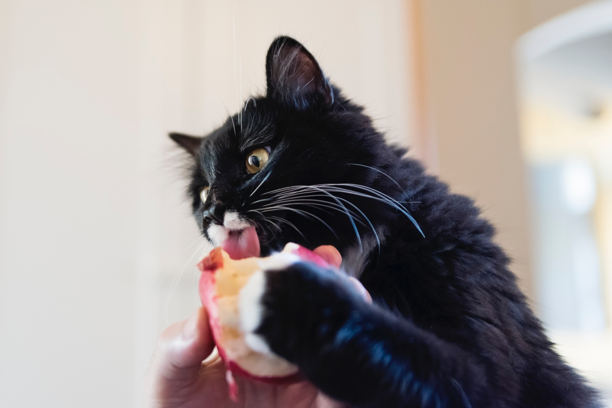 what fruits can you give to cats
