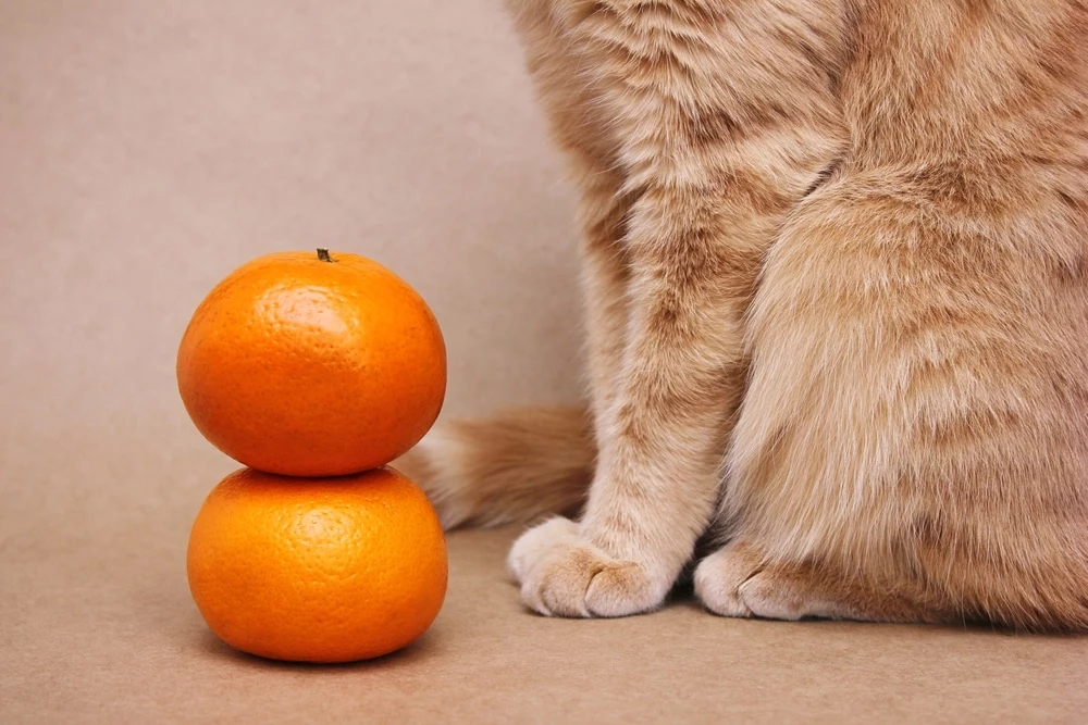 what human fruit can cats eat