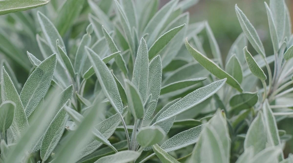 white and green sage leaves