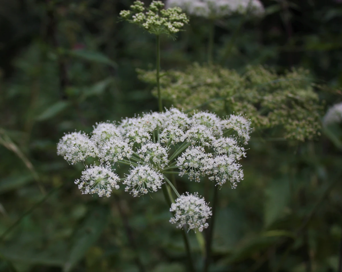 white small clustered flowers wild angelica