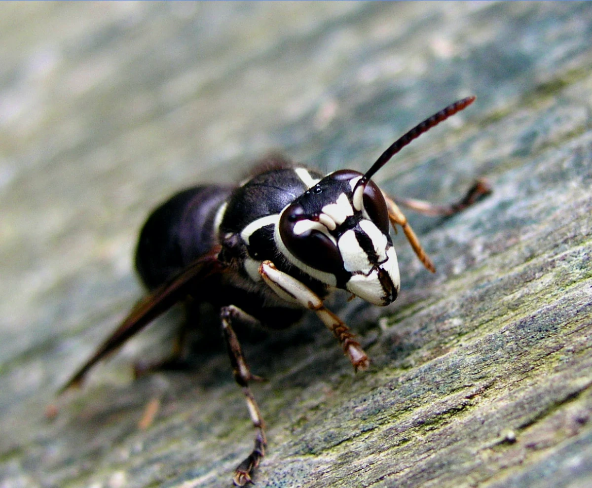 bald faced hornet with white head