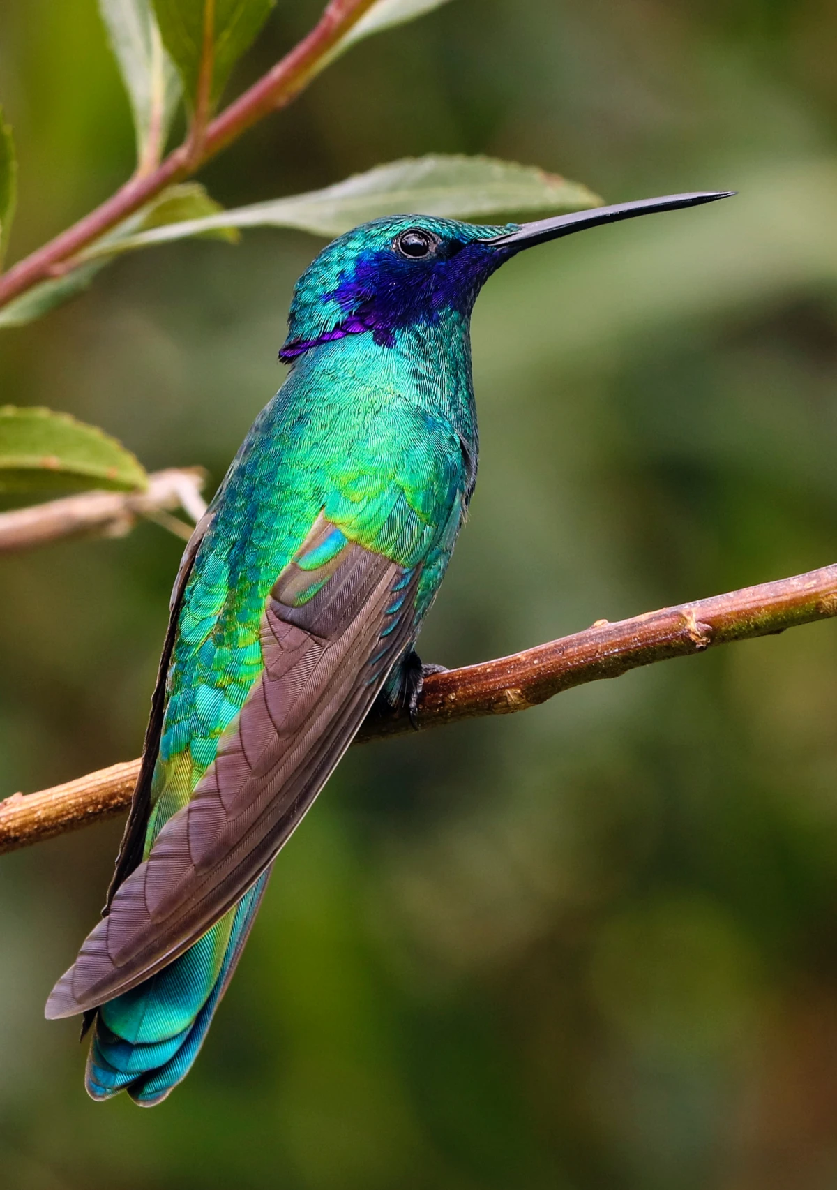 beautiful green and blue hummingbirds