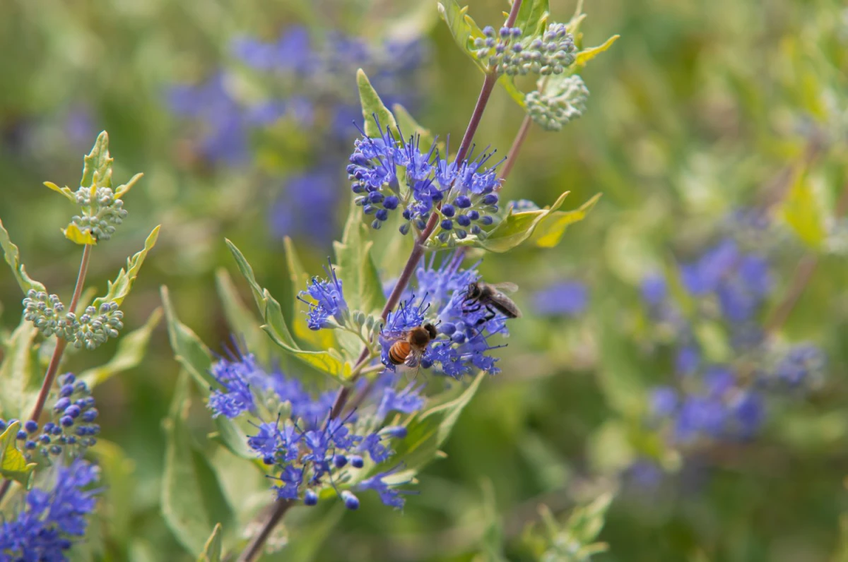 bees on flowers of blue mist shrub