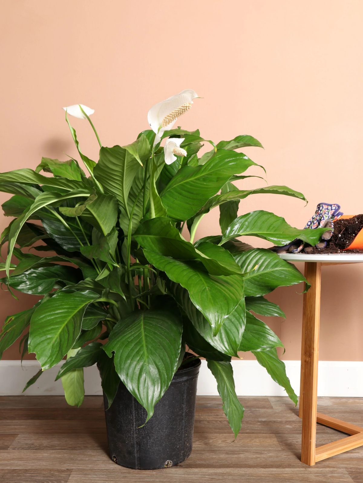 benefits of peace lily in home.jpg